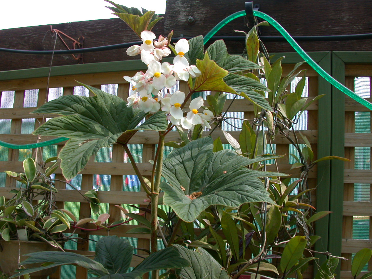 B. platanifolia